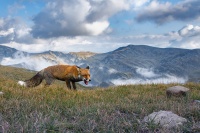 Liska obecna - Vulpes vulpes - Red Fox 2309
